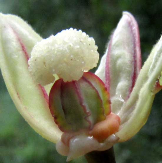 CASSAVA/ MANIOC/ TAPIOCA/ YUCA, Manihot esculenta, female flower