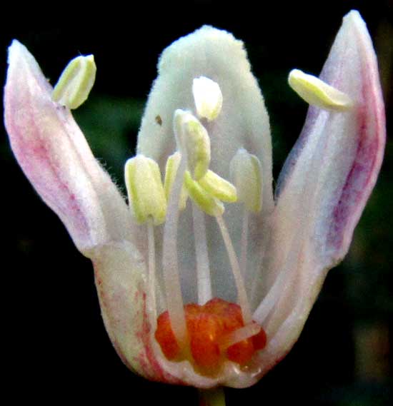 CASSAVA/ MANIOC/ TAPIOCA/ YUCA, Manihot esculenta, male flower