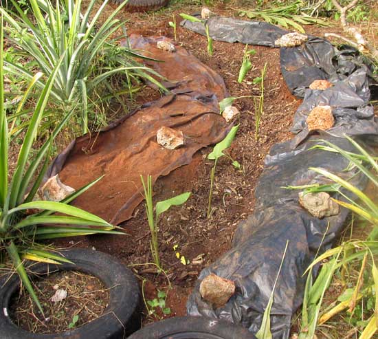 Turmeric Plant, CURCUMA LONGA, planted for dry season