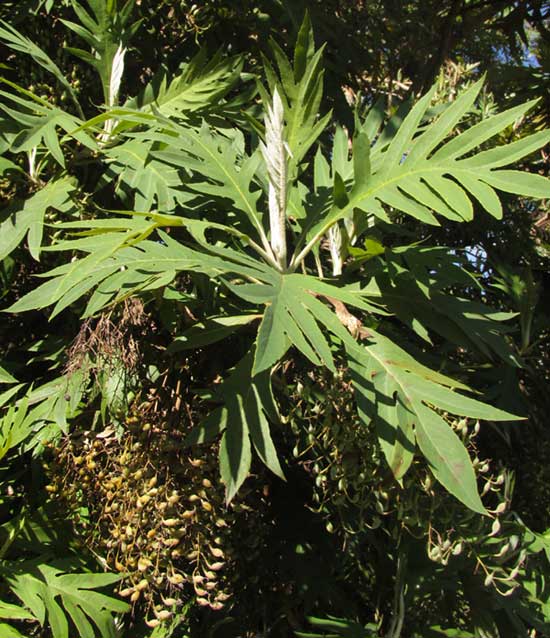 Tree Poppy, BOCCONIA ARBOREA, leaves and fruits