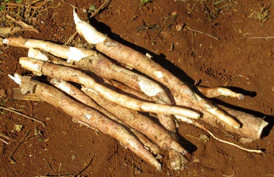 CASSAVA/ MANIOC/ TAPIOCA/ YUCA, Manihot esculenta, freshly dug roots