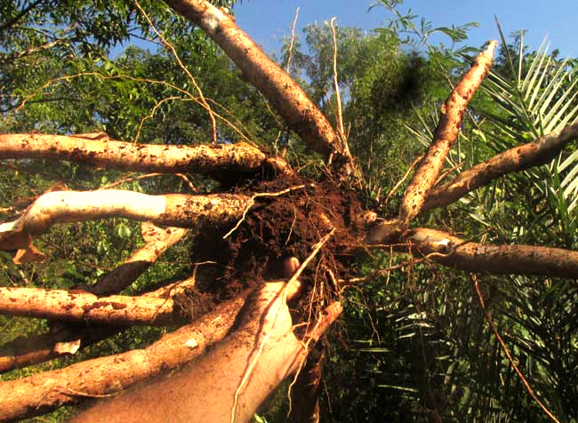 CASSAVA/ MANIOC/ TAPIOCA/ YUCA, Manihot esculenta, roots attached to dug-up plant