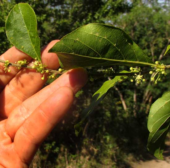 Brush Holly, XYLOSMA FLEXUOSA, flowers on stem