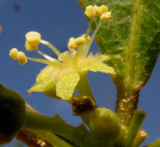 Brush Holly, XYLOSMA FLEXUOSA, male flower