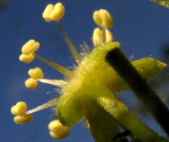 Brush Holly, XYLOSMA FLEXUOSA, calyx from below