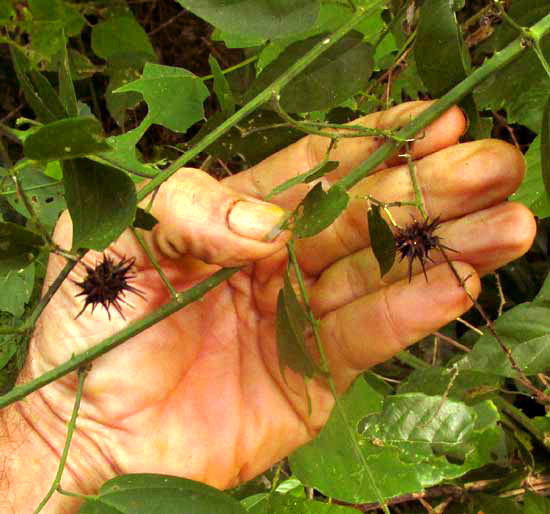 AYENIA ACULEATA, fruits