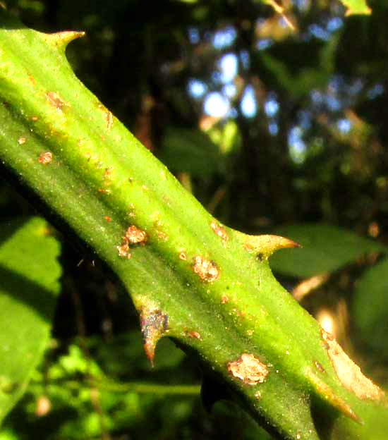 AYENIA ACULEATA, spiny stem