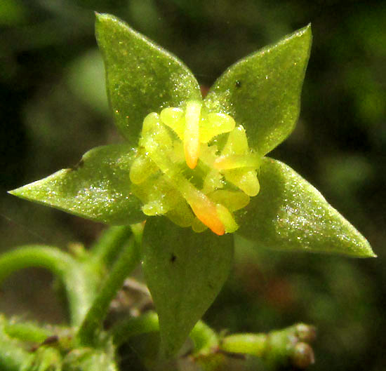 AYENIA ACULEATA, flower from front