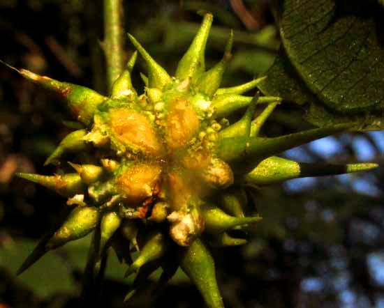 AYENIA ACULEATA, fruit cross section