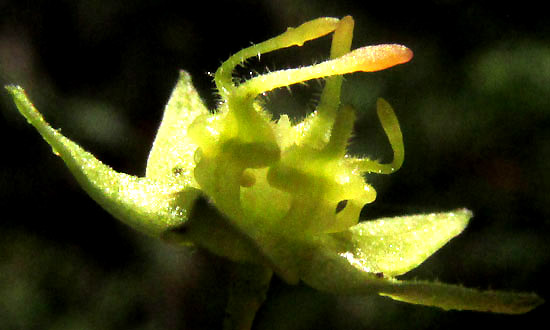 AYENIA ACULEATA, flower from side showing kinked filaments