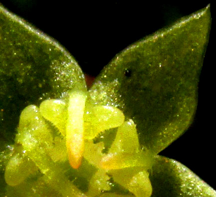 AYENIA ACULEATA, flower showing stamen column and petals