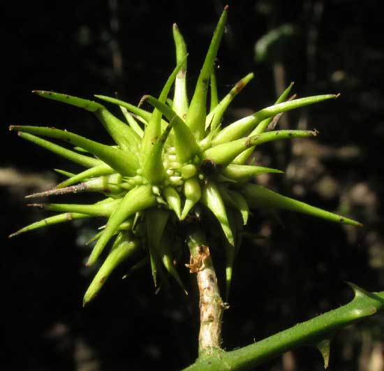 AYENIA ACULEATA, fruit from side