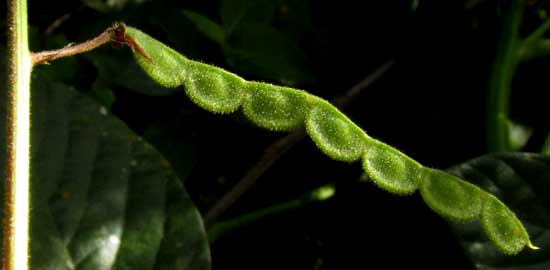 Tick Trefoil, DESMODIUM AFFINE, loment joint