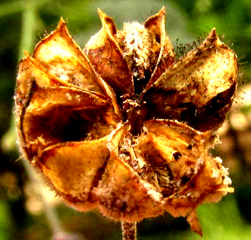 Big Yellow Velvetleaf, WISSADULA AMPLISSIMA, matured schizocarps