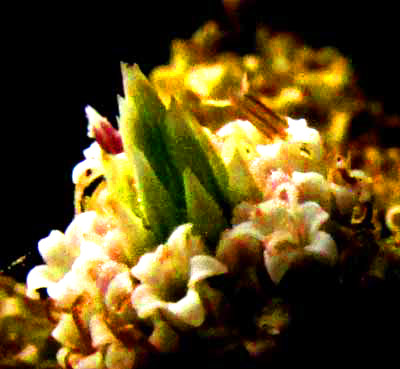 Pearlhead, ISOCARPHA OPPOSITIFOLIA, disc flowers