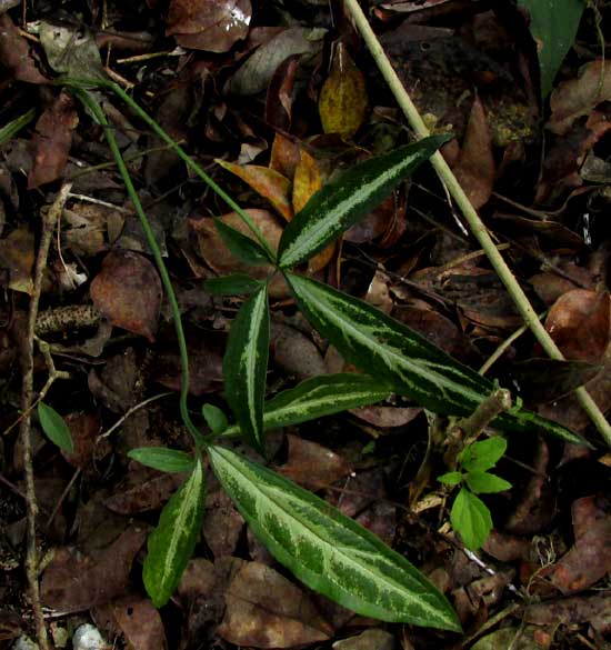compound, variegated young leaves of syngonium/ arrowhead vine