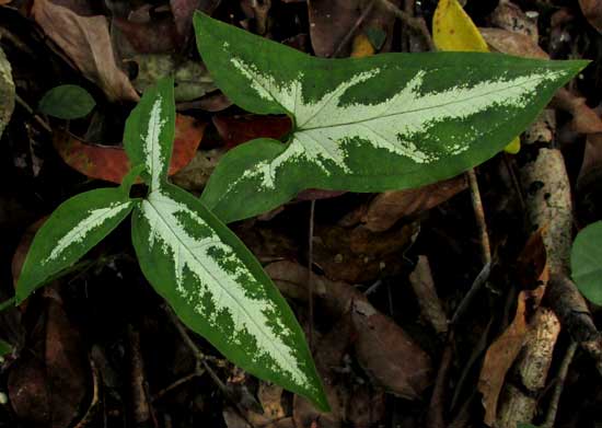 arrowhead-shaped, variegated young leaves of syngonium/ arrowhead vine