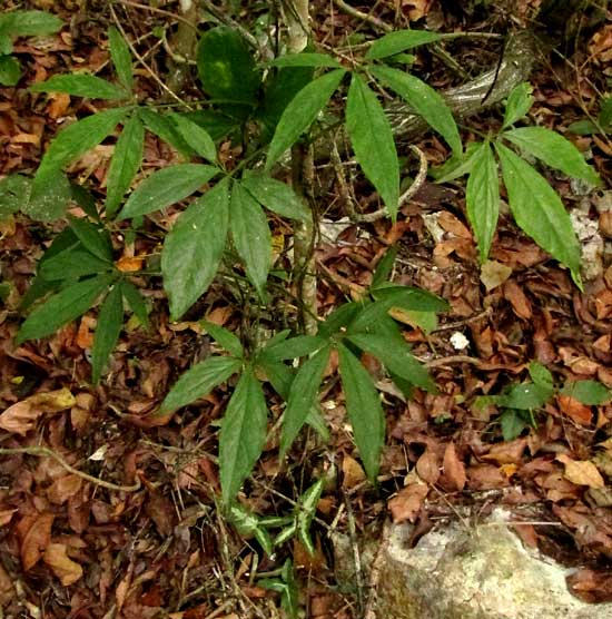 syngonium with mature and immature leaves