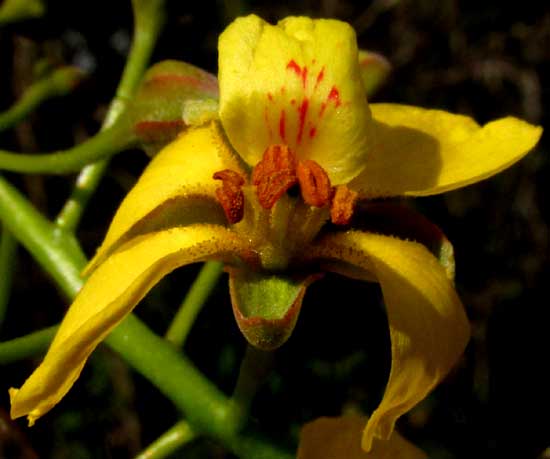 CAESALPINIA YUCATANENSIS, flower from front