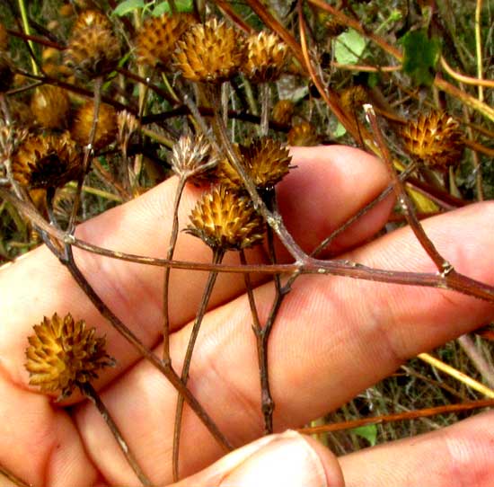 Sunflower Goldeneye, VIGUIERA DENTATA, dried flowering heads