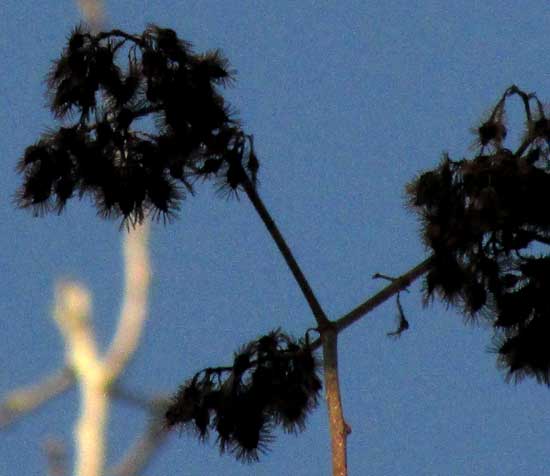 HELIOCARPUS DONNELL-SMITHII, mature fruits in clusters during dry season