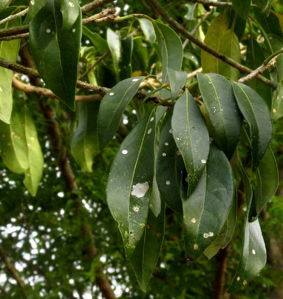 CORDIA ALLIODORA, leaves with crustose lichens