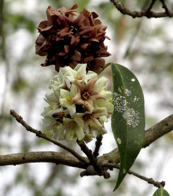 CORDIA ALLIODORA, white flowering cluster with brown one