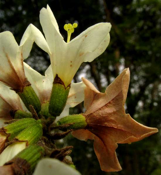 CORDIA ALLIODORA, calyx