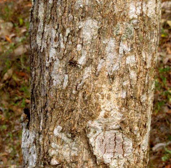 CORDIA ALLIODORA, trunk