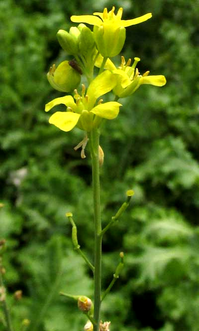 Southern Giant Mustard, BRASSICA JUNCEA, flowering