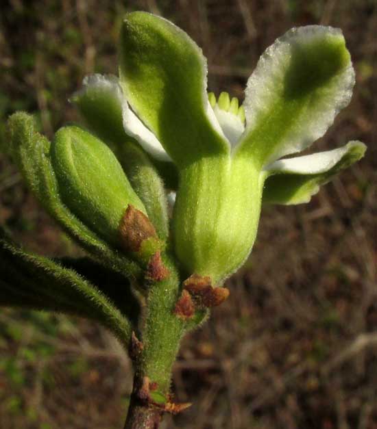 CASEARIA (SAMYDA) YUCATANENSIS, calyx