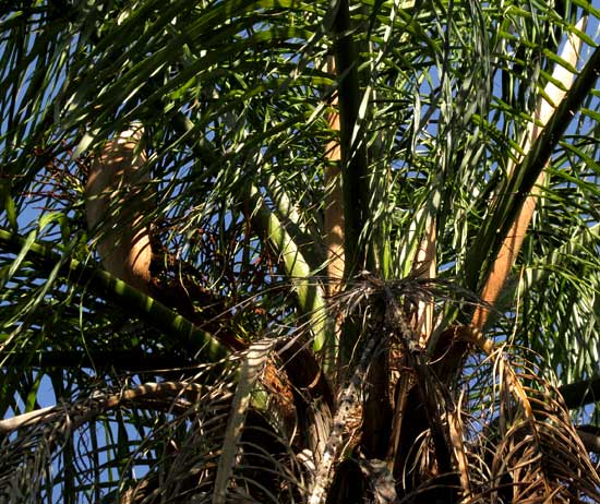 ACROCOMIA ACULEATA, Coyol, spathes among fronds