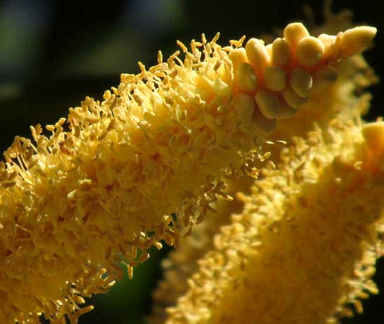 ACROCOMIA ACULEATA, Coyol, male flowers