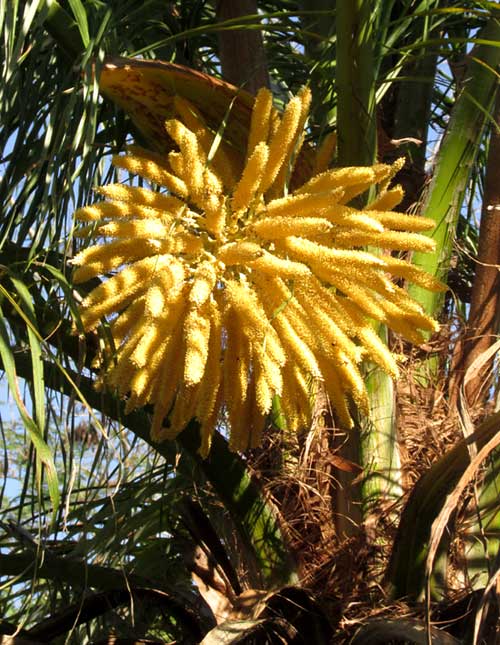 ACROCOMIA ACULEATA, Coyol, flower cluster