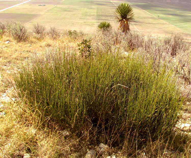 EPHEDRA plant