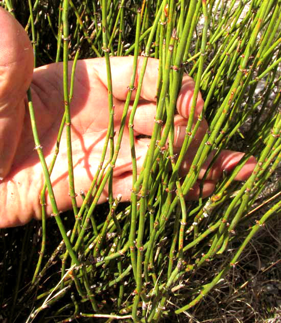 EPHEDRA stems