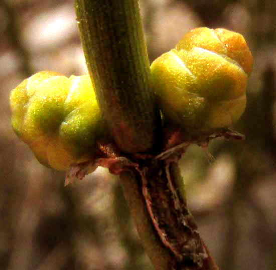 EPHEDRA immature cones