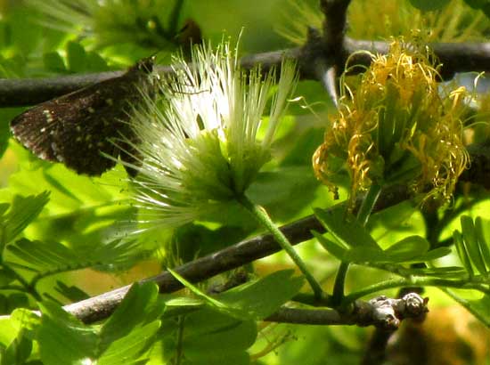 Whiteseed Manga, CHLOROLEUCON MANGENSE, white and yellow flowers