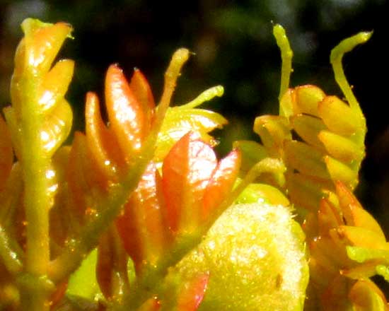 Yucatan Caesalpinia, CAESALPINIA YUCATANENSIS, glands on emerging pinnae