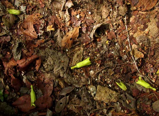 Yellow-Oleander, THEVETIA GAUMERI, flowers on forest floor