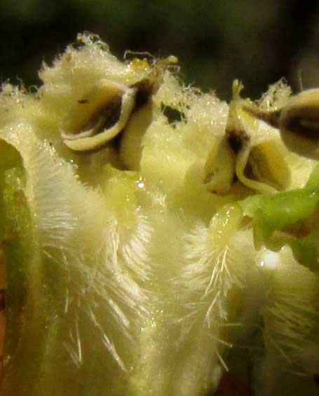 Yellow-Oleander, THEVETIA GAUMERI, flower throat with down-pointing hairs and stamens