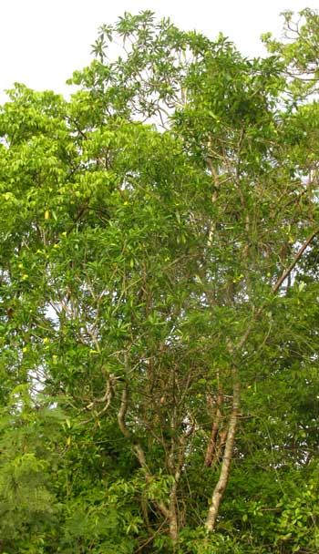 Yellow-Oleander, THEVETIA GAUMERI, tree