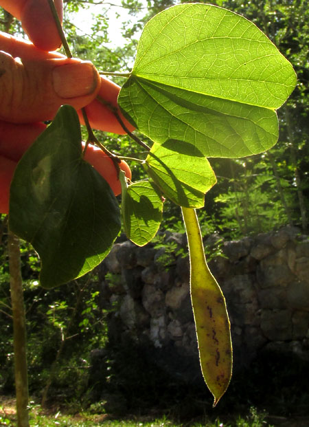 Cowfoot, BAUHINIA DIVARICATA, legume