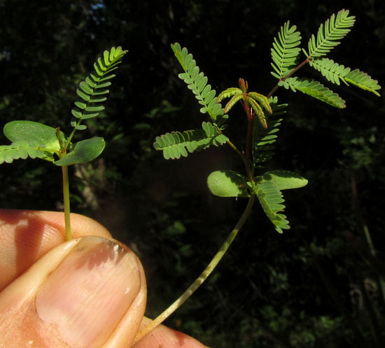 Wild Tamarind, LEUCAENA LEUCOCEPHALA, seedlings