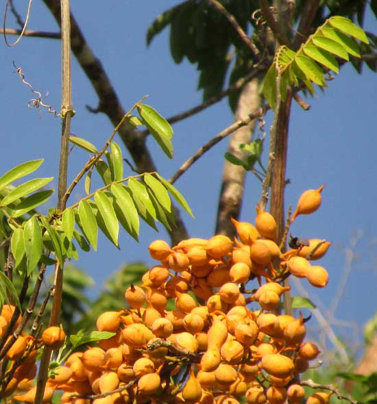 Mexican Ebony or Katalox, SWARTZIA CUBENSIS, fruits and leaves