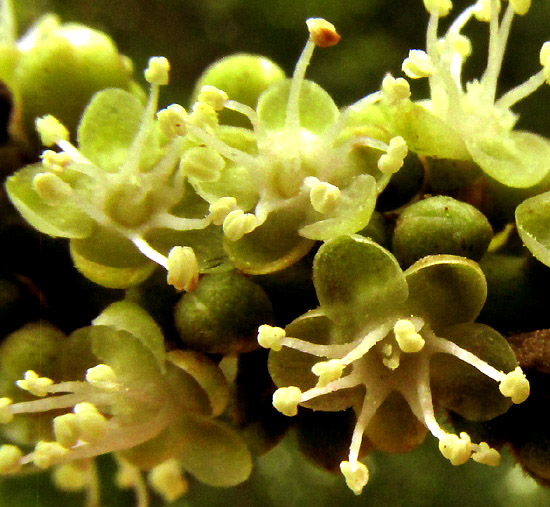 COCCOLOBA SPICATA, flowers