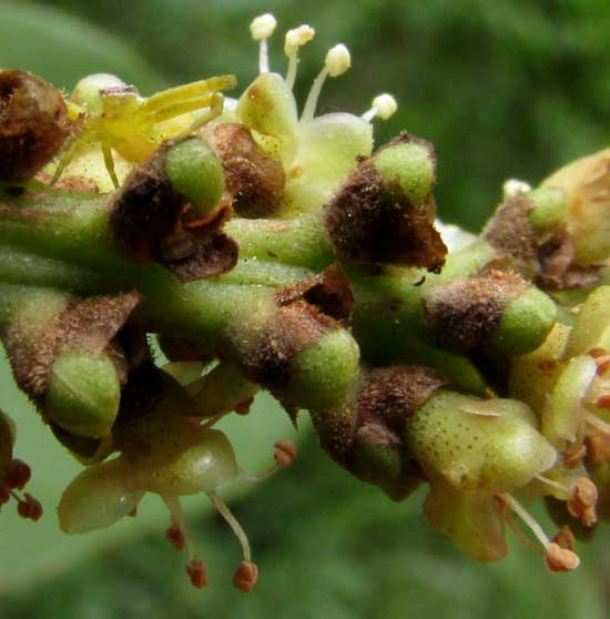 COCCOLOBA SPICATA, very immature fruits