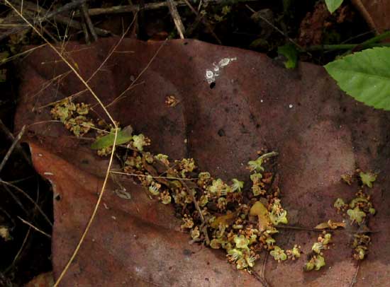 COCCOLOBA SPICATA, fallen corollas on ground