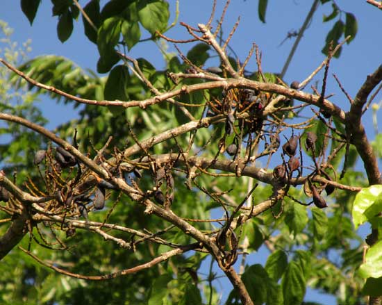 Mexican Ebony or Katalox, SWARTZIA CUBENSIS, missing and dried-up pods