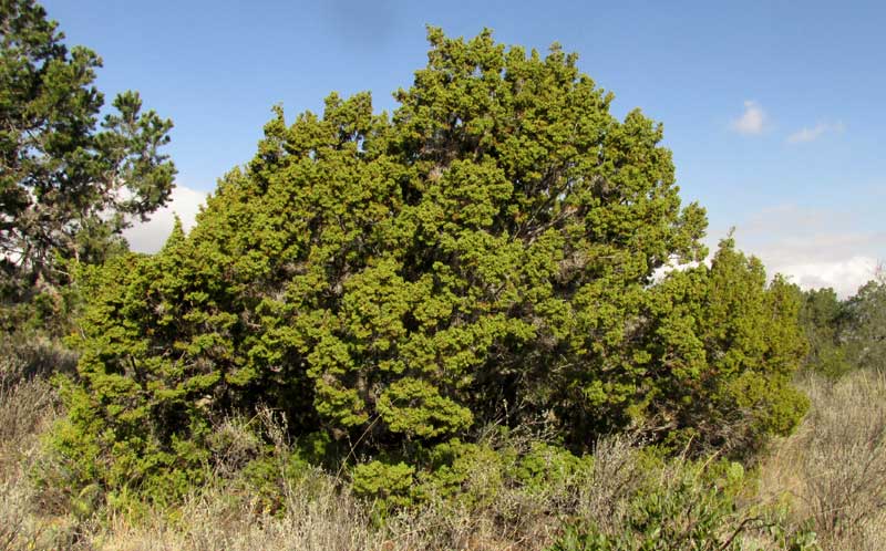 Ashe Juniper, JUNIPERUS ASHEI